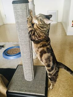 the cat is trying to climb up on the scratching post