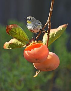 a small bird sitting on top of a tree branch next to peaches and leaves