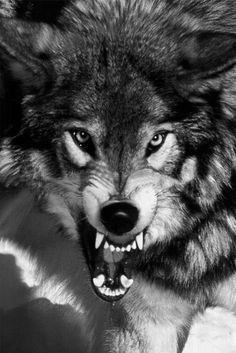 a wolf with its mouth open and it's teeth wide open in black and white