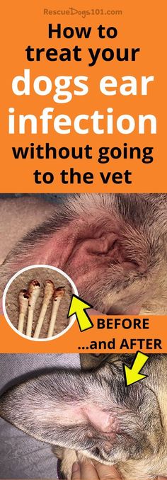 Pet Remedies, Dogs Ears Infection, Dogs Teeth, Dog Remedies, Ear Infections, Dog Health Tips, Dog Care Tips, Dog Ear, Pet Hacks