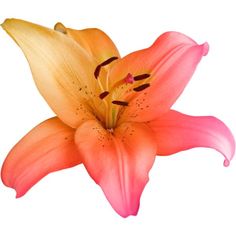 an orange and pink flower with yellow stamens on it's petals, in front of a white background