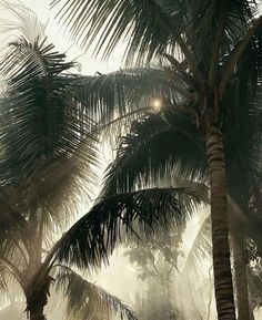 the sun shines through palm trees on a foggy day