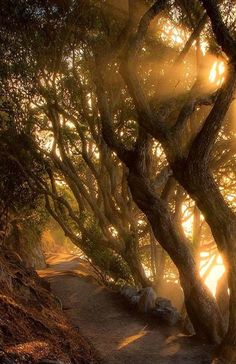 the sun is shining through the trees on the path to the beach in the morning