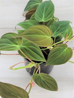 Recomendation Plant philodendron micans 2023 decorative house 49  #plants #plantsmakepeoplehappy #plantsofinstagram #plantslover #plantstagram Indoor Plants Ideas Decor, Rare House Plants, Vining Plants, Philodendron Scandens, Nursery Plant, Indoor Plant Ideas, Live Indoor Plants