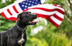 a black dog with an american flag in the background