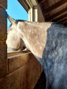 a horse sticking its head through a window sill to look out at the sky