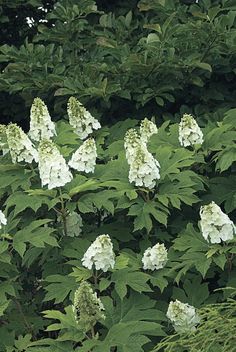 white flowers are blooming in the middle of some green leaves and trees with lots of foliage around them