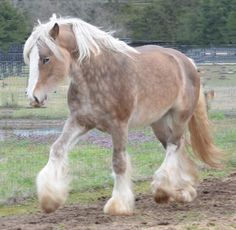 a brown and white horse walking across a grass covered field with trees in the background