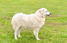 a white dog standing on top of a lush green field