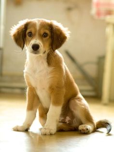 a brown and white dog sitting on top of a hard wood floor