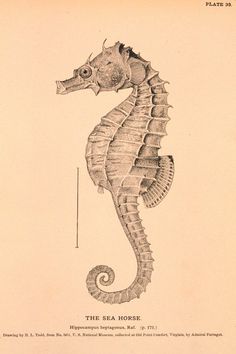 a drawing of a sea horse in black and white with the words, the sea horse