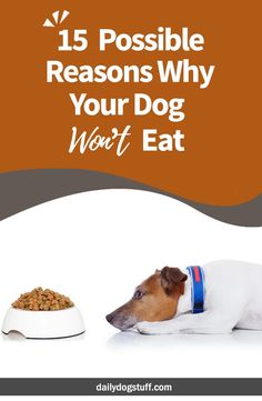 a dog eating food out of a bowl with the words, 15 possible reasons why your dog won't eat