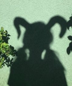 the shadow of a person's head on a wall next to a potted plant