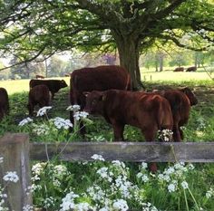 a herd of cattle grazing in a field next to a tree and fence with white flowers