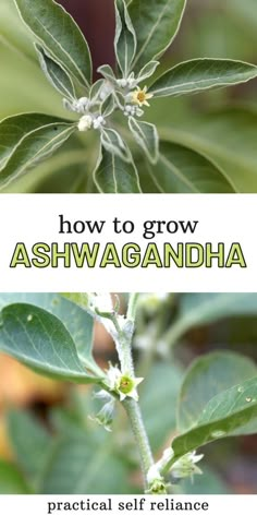 the words how to grow ashwagandha are in white letters