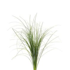 a tall grass plant in a pot on a white background