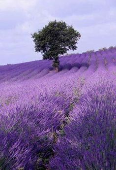 a lone tree in the middle of a lavender field