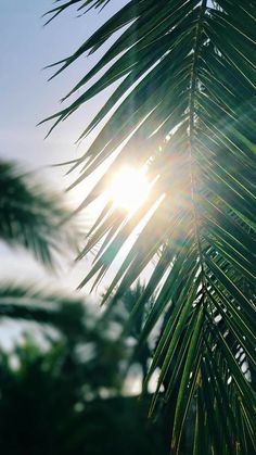 the sun shines through some palm leaves as it peeks out from behind them