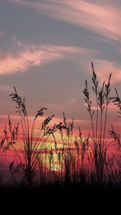 the sun is setting behind some tall grass