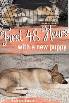 two puppies sleeping in their cage with the words first 4 and new 5 on top