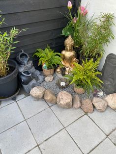 there are many plants and rocks on the ground in front of a house with a buddha statue