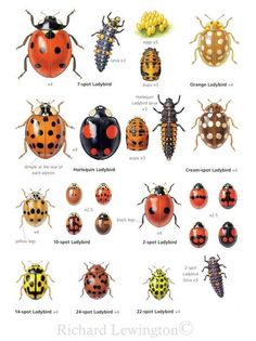 the different types of ladybugs are shown in this poster, which shows them all colors