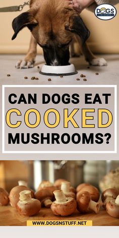 a dog is eating out of a bowl with mushrooms on the floor next to it