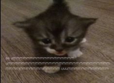 a small kitten sitting on top of a wooden floor