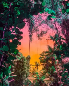 the sun is setting in the jungle with trees and plants on either side of it