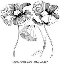 an ink drawing of three flowers on a white background