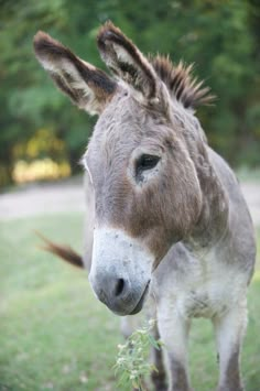 a donkey standing on top of a lush green field