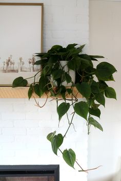 a potted plant hanging from the side of a fireplace