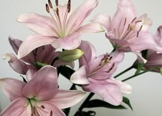 some pink flowers are in a glass vase