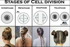 the stages of cell division with pictures of different hair styles and directions for each individual