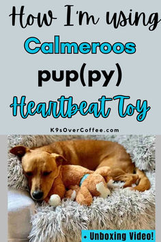 Brown Feist mix dog with a Calmeroos puppy heartbeat toy in a plush dog bed Help Sleeping, Snuggle Puppy, Puppy Snuggles, Sleep Help