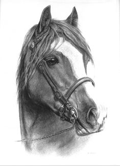 a pencil drawing of a horse's head with bridle and reins on