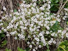 small white flowers are growing in the grass