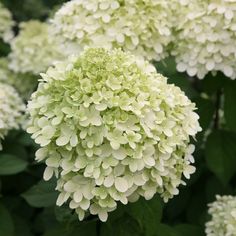 some green and white flowers in the grass