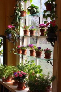 many potted plants are arranged on a window sill