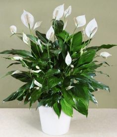 a potted plant with white flowers and green leaves