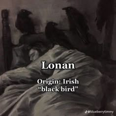 a black bird sitting on top of a bed next to a white wall with the caption lohan origin, irish black bird?