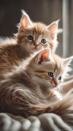 two kittens are laying down on the bed together and one is looking at the camera