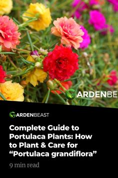 the complete guide to potted plants how to plant and care for portugal's grandiflora