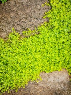 green moss growing on the side of a rock