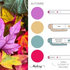 the color scheme for autumn is shown with leaves and other things to be seen in it