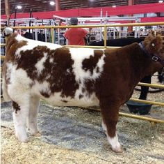 a brown and white cow standing next to a metal fence in an indoor area with other cows