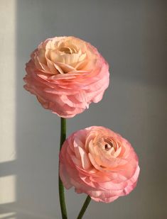 two large pink flowers in a vase on a white surface with sunlight coming through the window