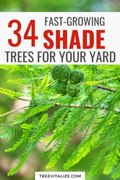 green leaves with the text, 34 fast - growing shade trees for your yard on it