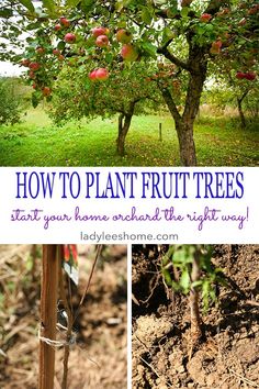 how to plant fruit trees start your home orchard the right way