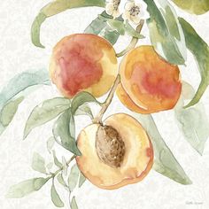 watercolor painting of peaches on a branch with leaves and flowers in the background